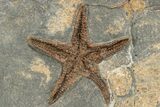 Ordovician Fossil Starfish & Brittle Star - Morocco #233041-2